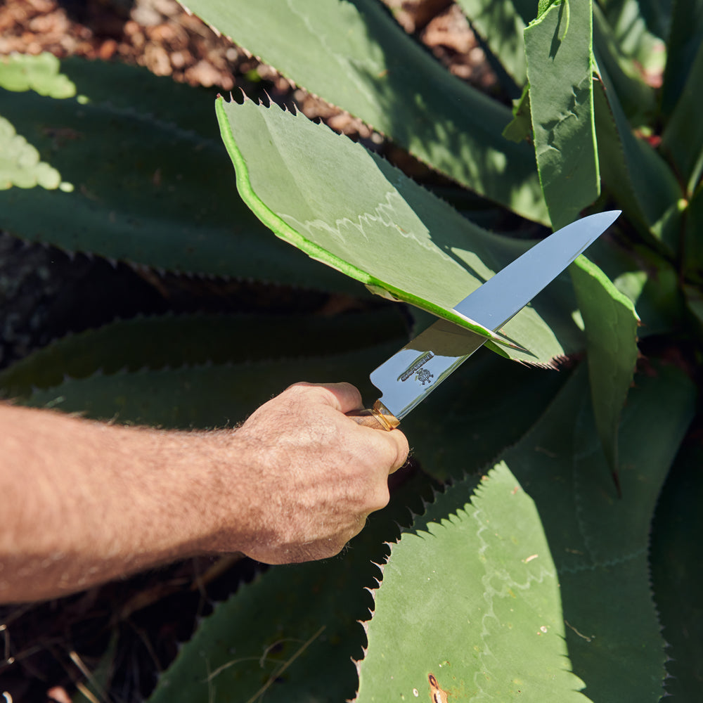 Cuchillo Escribano junto a un agave